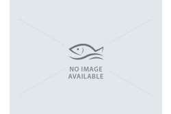 Rohu / Rui (650g to 900g) - Bengali Curry Cut (May include head piece)