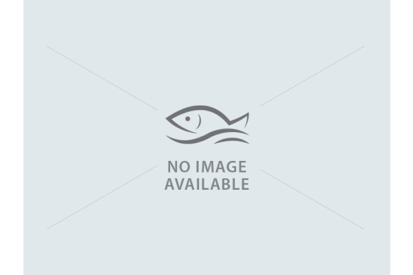 Squid Tentacles (IQF)